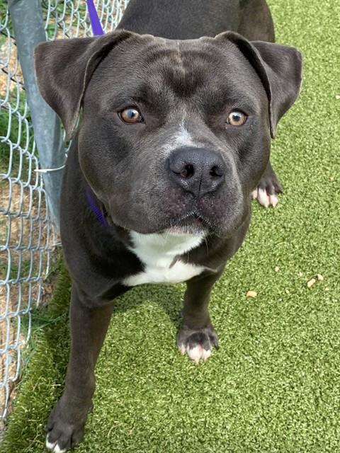 LEE, an adoptable Pit Bull Terrier in Fayetteville, NC