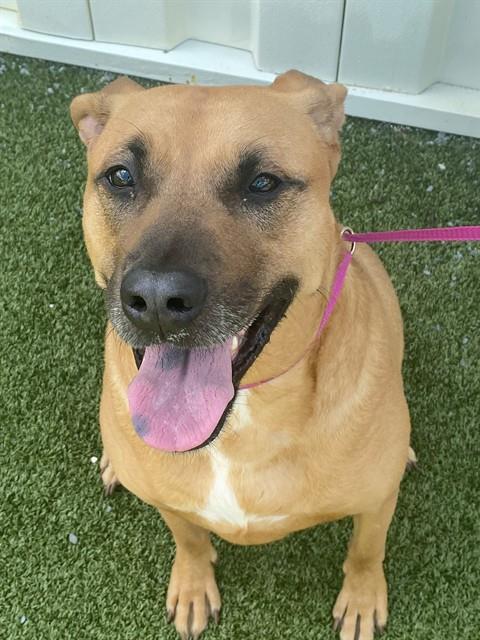 DAISY