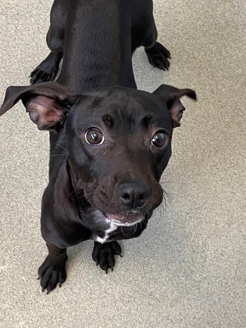 NOLA, an adoptable Pit Bull Terrier in Fayetteville, NC