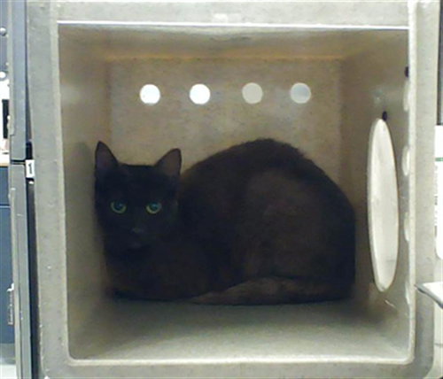 BINDI, an adoptable Domestic Short Hair in Fayetteville, NC
