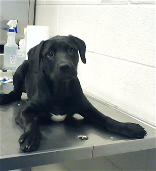 VALENTINE, an adoptable Pit Bull Terrier in Fayetteville, NC