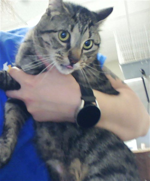 TACO BELLE, an adoptable Domestic Short Hair in Fayetteville, NC