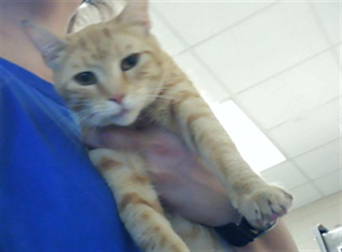 A432167, an adoptable Domestic Short Hair in Fayetteville, NC