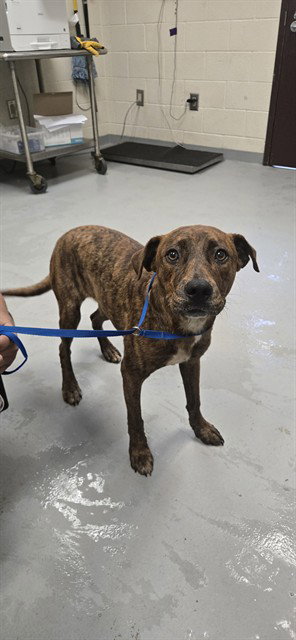 TAZ, an adoptable Labrador Retriever in Fayetteville, NC