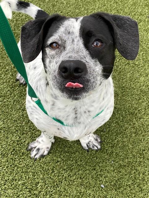 WESSON, an adoptable Basset Hound in Fayetteville, NC