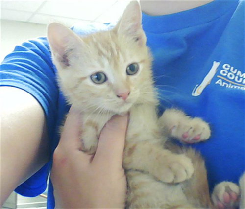 RICHARD, an adoptable Domestic Short Hair in Fayetteville, NC