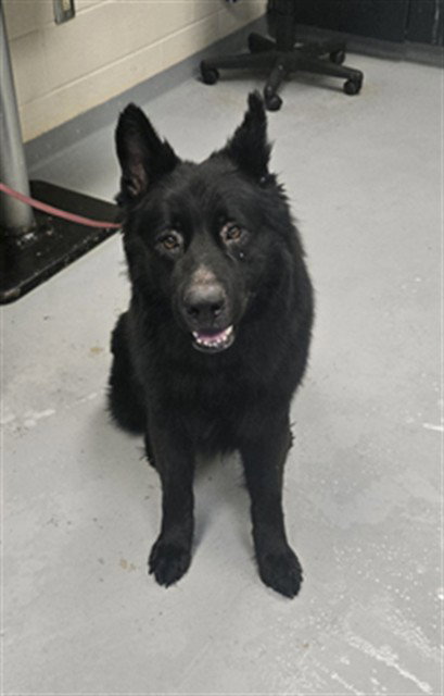 ZEUS, an adoptable German Shepherd Dog in Fayetteville, NC