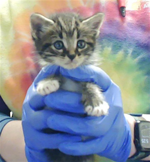 MALACHI, an adoptable Domestic Short Hair in Fayetteville, NC