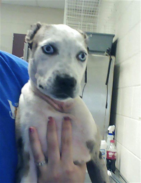 A432121, an adoptable Pit Bull Terrier in Fayetteville, NC