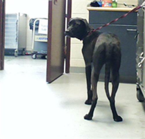 CASSIUS, an adoptable Labrador Retriever in Fayetteville, NC