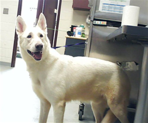 PALADIN, an adoptable German Shepherd Dog in Fayetteville, NC