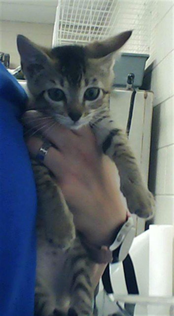 TUCKER, an adoptable Domestic Short Hair in Fayetteville, NC
