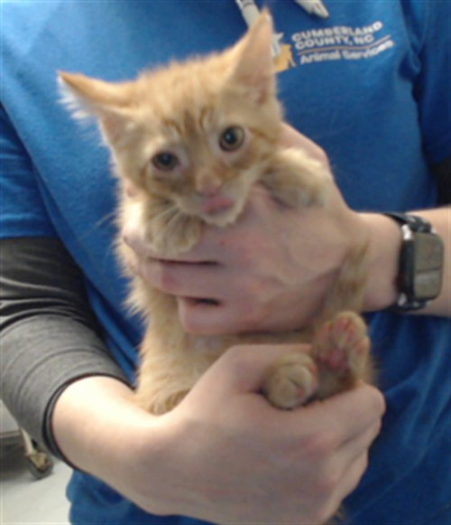 Cheeto