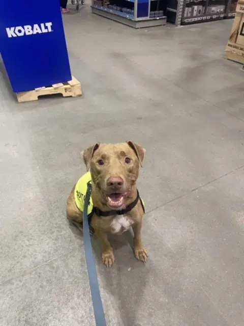 Rebel - Pit Bull Terrier