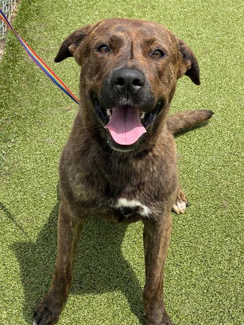 PARKER, an adoptable Anatolian Shepherd in Fayetteville, NC