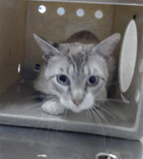 A432590, an adoptable Siamese in Fayetteville, NC