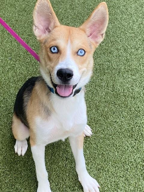KODACK, an adoptable Siberian Husky in Fayetteville, NC