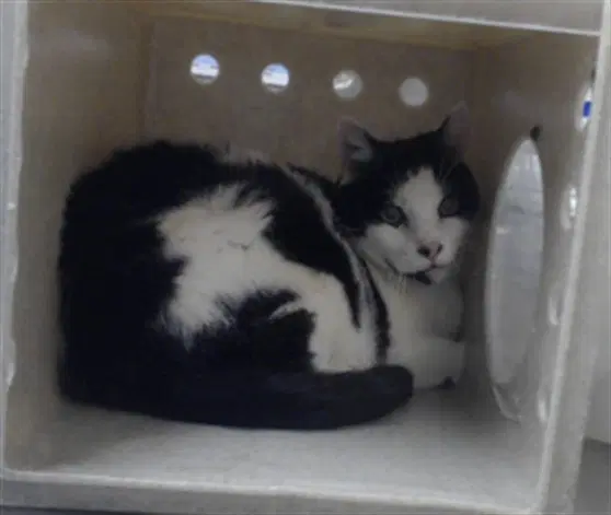Pepper - Domestic Short Hair