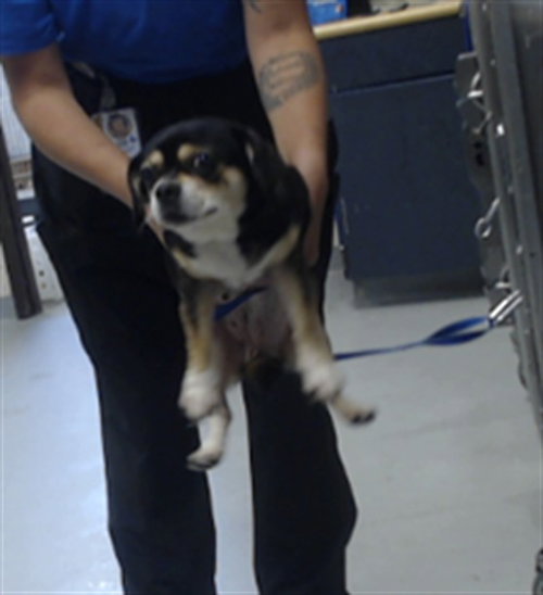 picture of the dog needing adoption