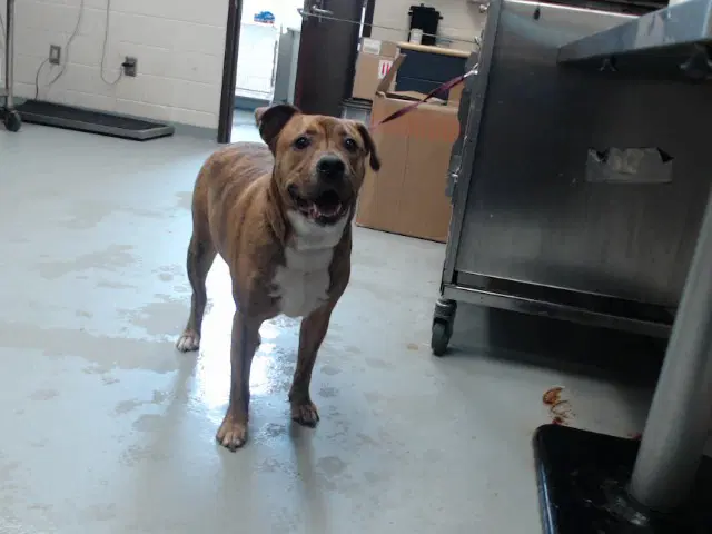 Tiger - Pit Bull Terrier