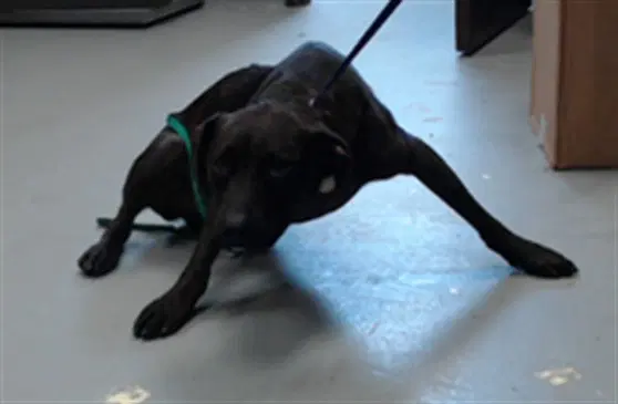 Zako - Plott Hound