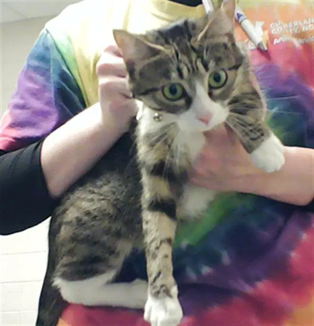 Meow Meow - Domestic Short Hair