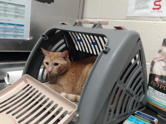 Dale - Domestic Short Hair
