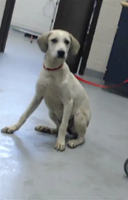 Pandora D'moon - Great Pyrenees