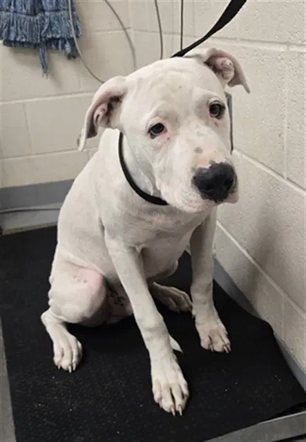 Simpson - Pit Bull Terrier