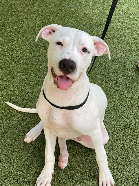 Simpson - Pit Bull Terrier