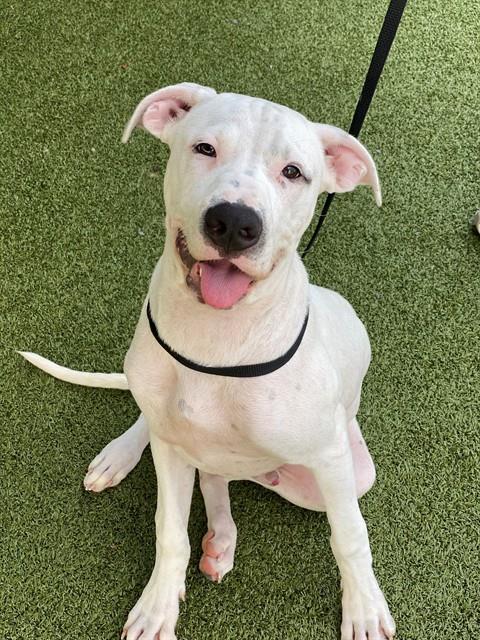 picture of the dog needing adoption