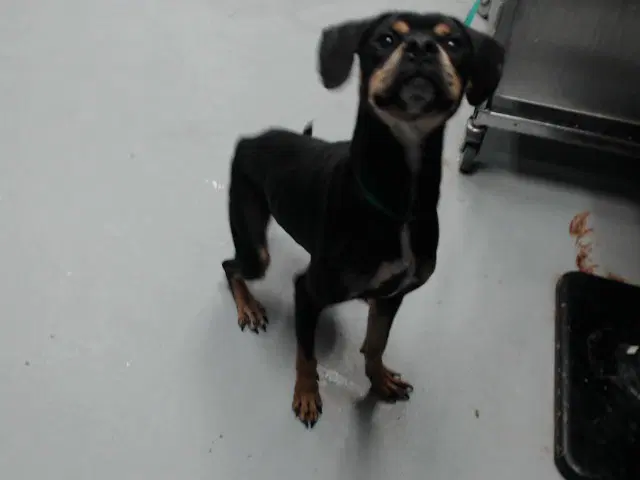 Ziggy - Black and Tan Coonhound