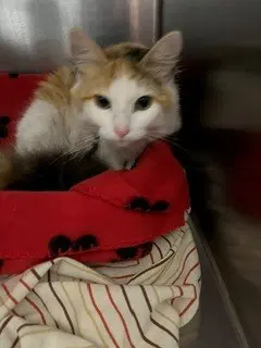 Princess - Domestic Medium Hair