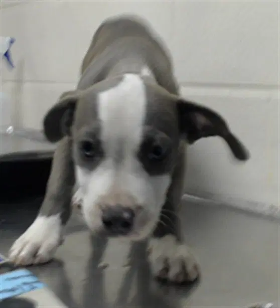 Unknown - Pit Bull Terrier