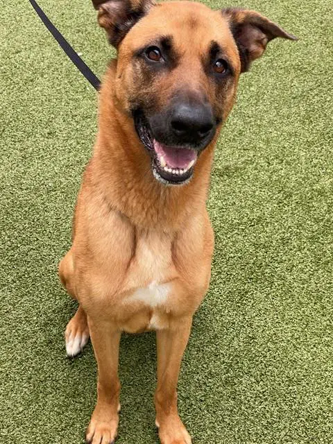Unknown - German Shepherd Dog