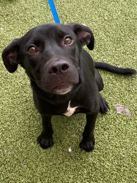 Coal - Pit Bull Terrier