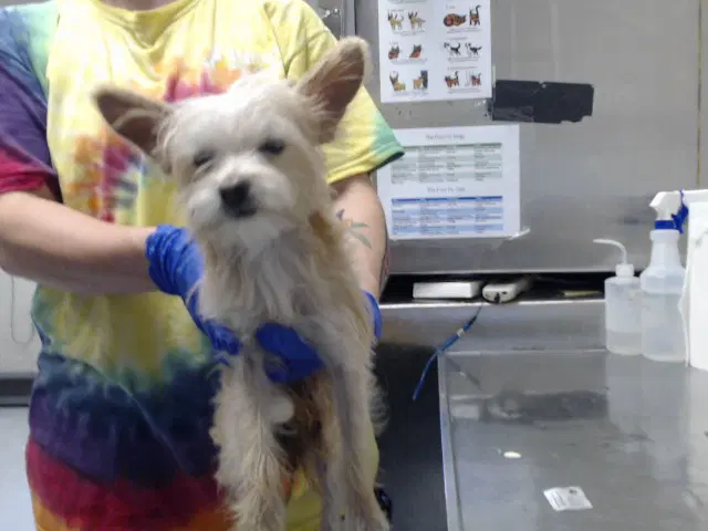 Milo - Silky Terrier