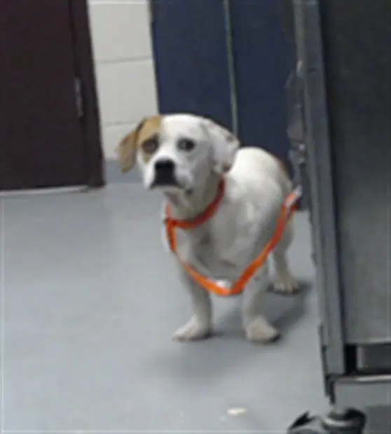 Falcor - Beagle