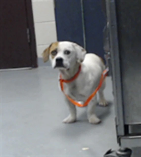 Falcor