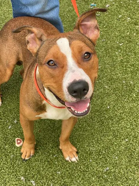Leo - Pit Bull Terrier