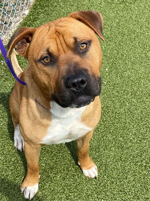 picture of the dog needing adoption