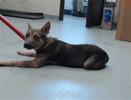 Charisma - German Shepherd Dog