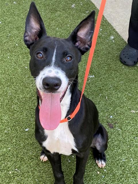 picture of the dog needing adoption