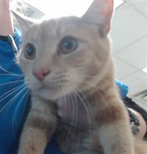 Spicy Nuggets - Domestic Short Hair