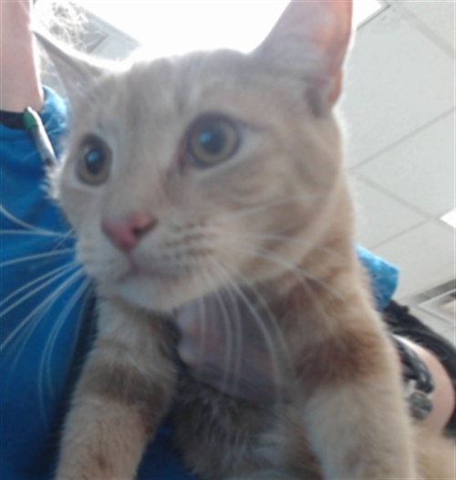 picture of the cat needing adoption