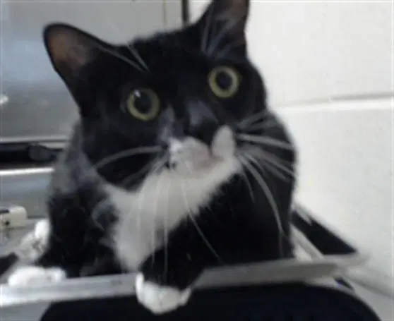 Hank - Domestic Short Hair