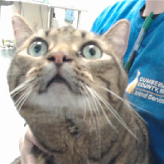 Demitri - Domestic Short Hair
