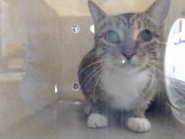 Unknown - Domestic Short Hair