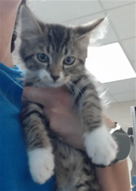 Chai - Domestic Medium Hair