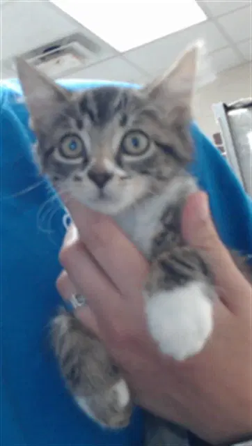 Oolong - Domestic Short Hair